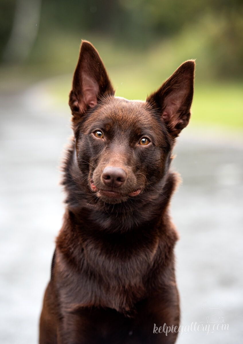 Chocolate kelpie outlet